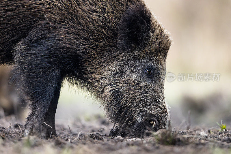 野猪(Sus scrofa)，欧亚野猪。